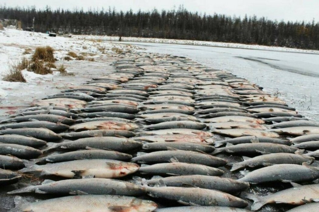 Сотрудники полиции напоминают об ответственности за незаконный вылов водных биологических ресурсов 