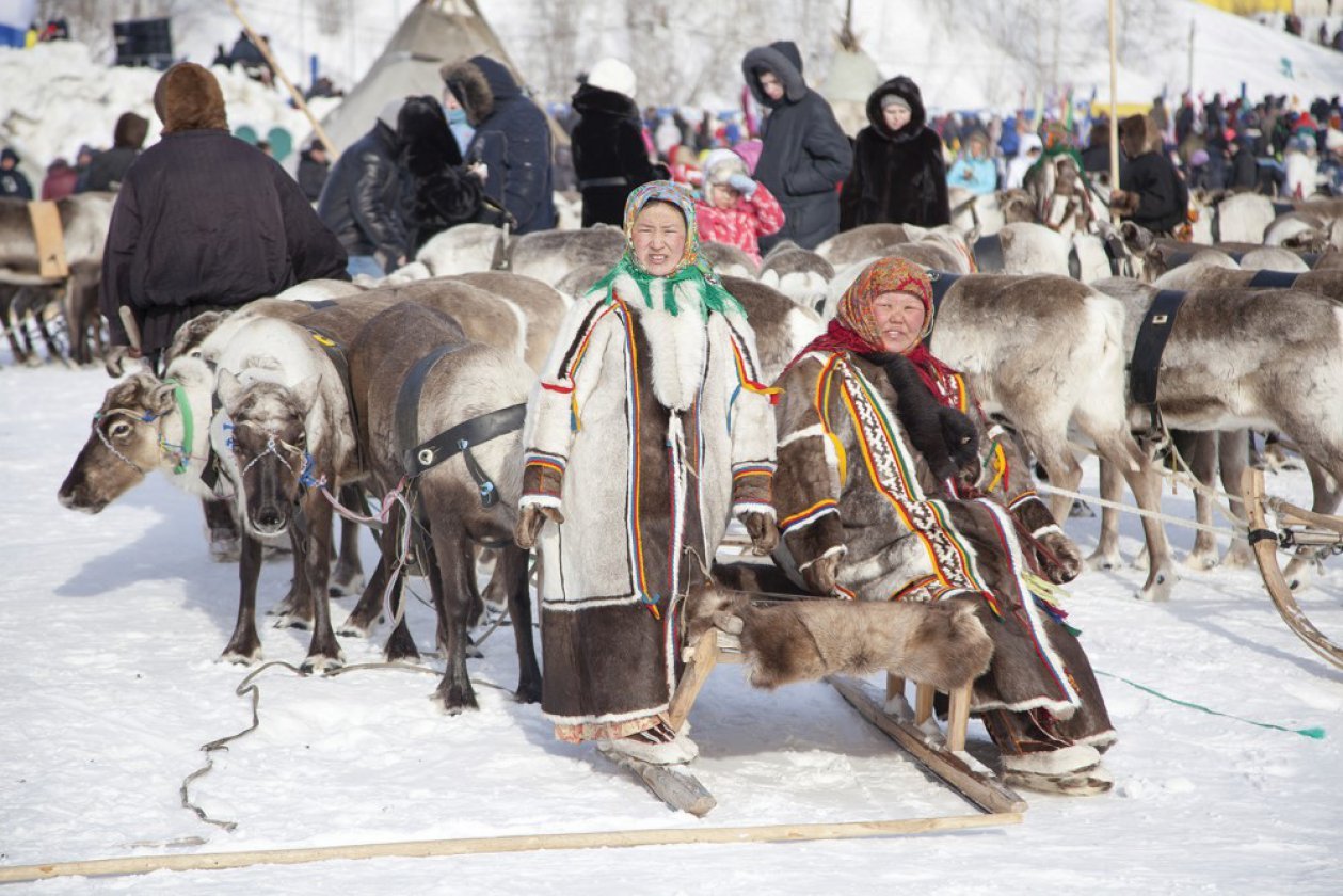 Краса и гордость тундры