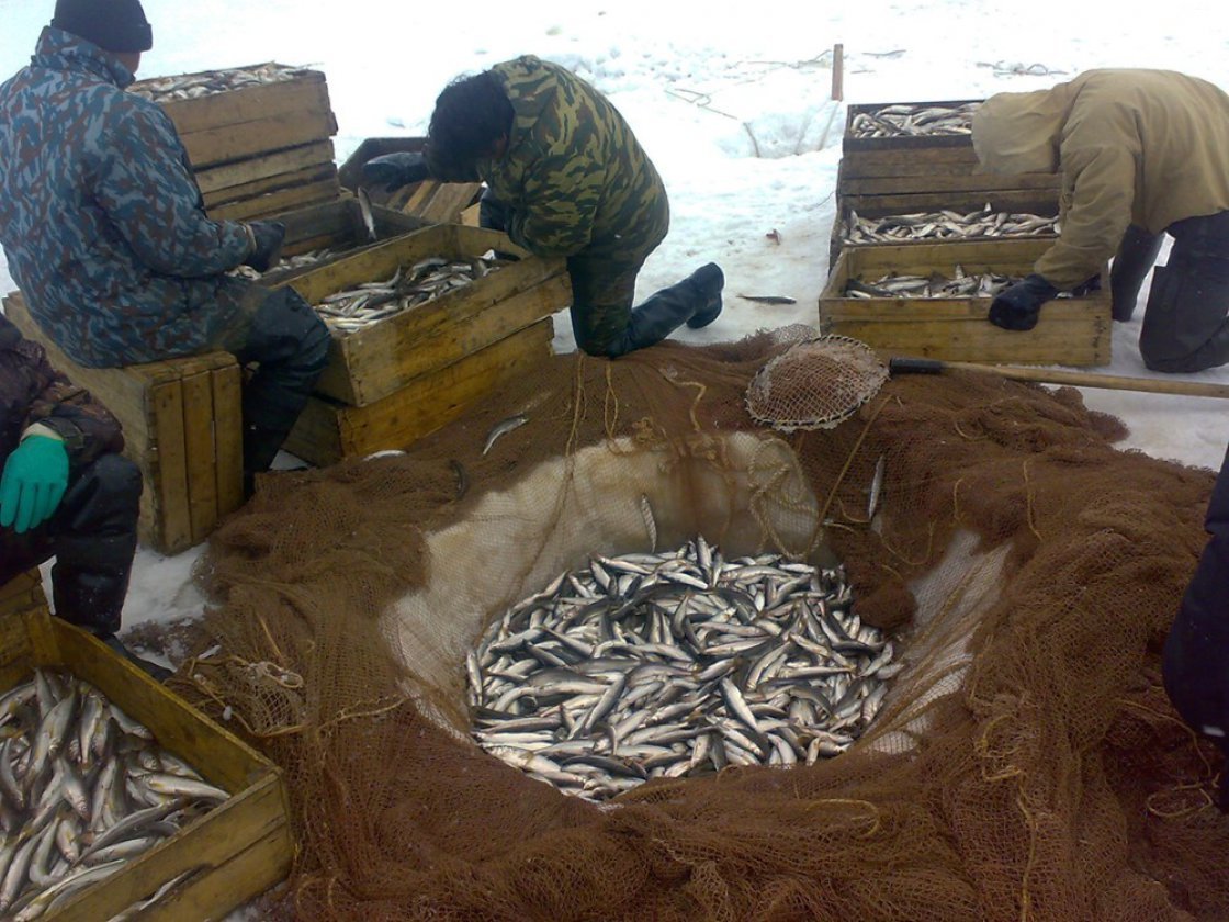 Ловись, рыбка, и разводись в озёрах