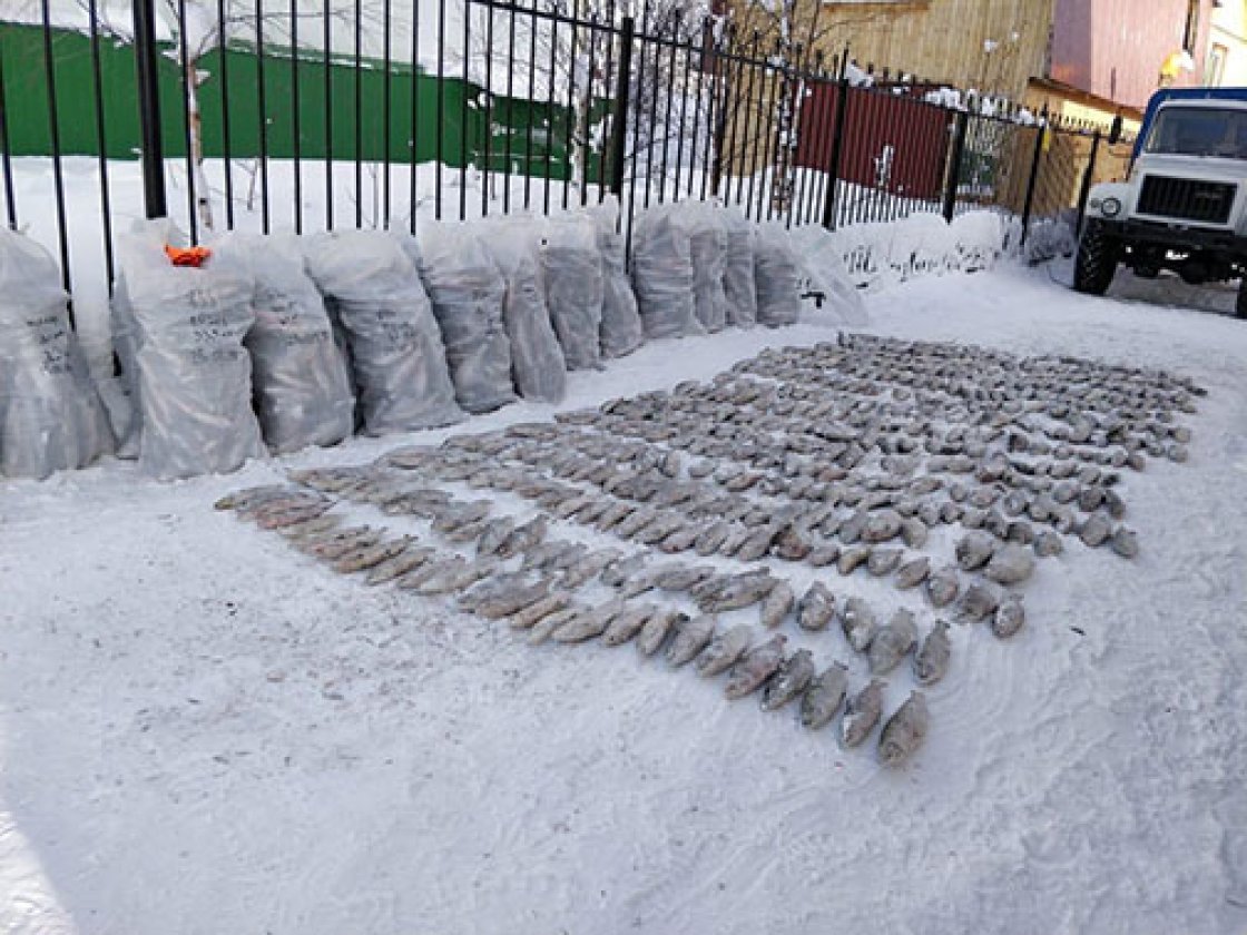 Не ловись, рыбка