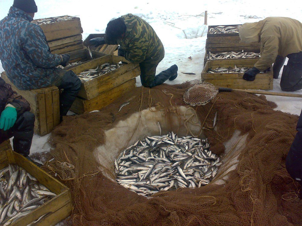 Ловись, рыбка, и разводись в озёрах