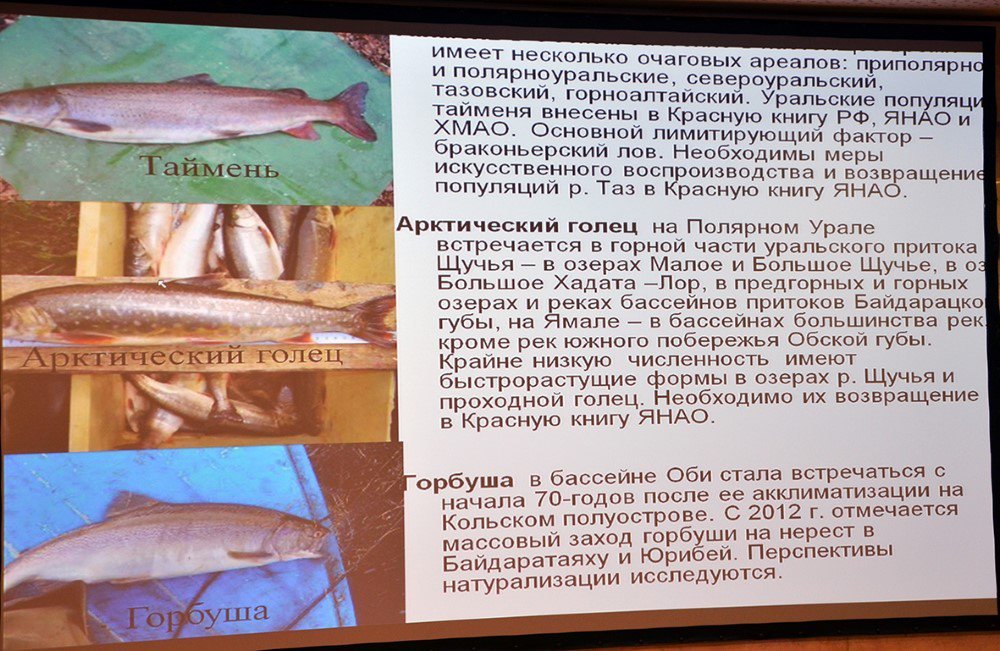 Деньги на мерзлоту