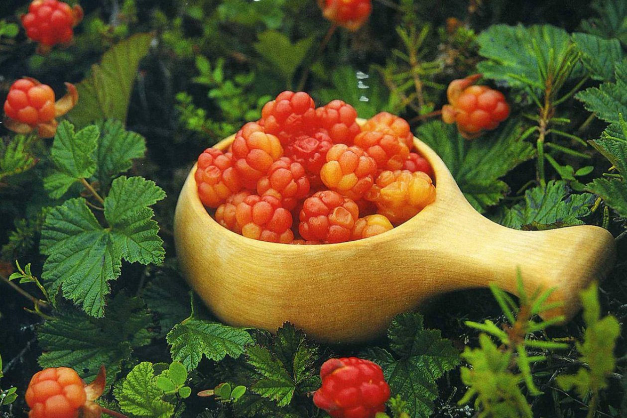 Праздник северной малины