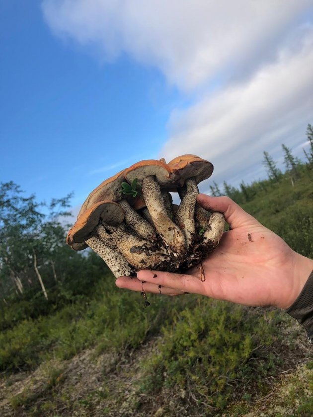 Подосиновики против рака